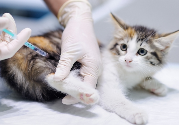 Pisica in timpul unei injectii la veterinar