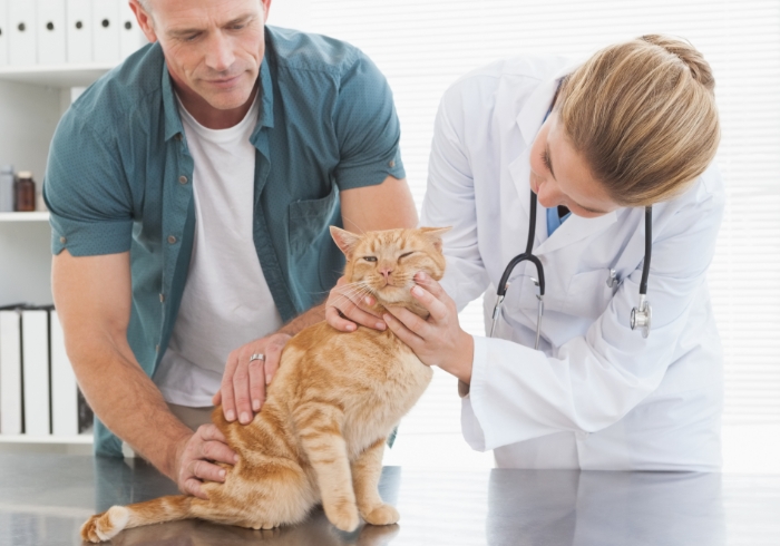 Veterinarul si stapanul avand grija de o pisica